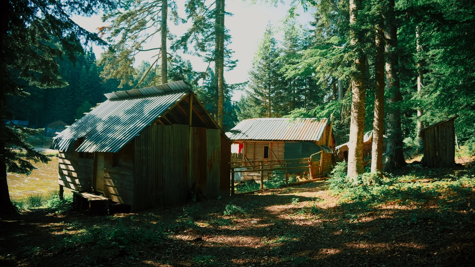 Timber cabins with sloping roofs among tall trees in a woodland clearing.