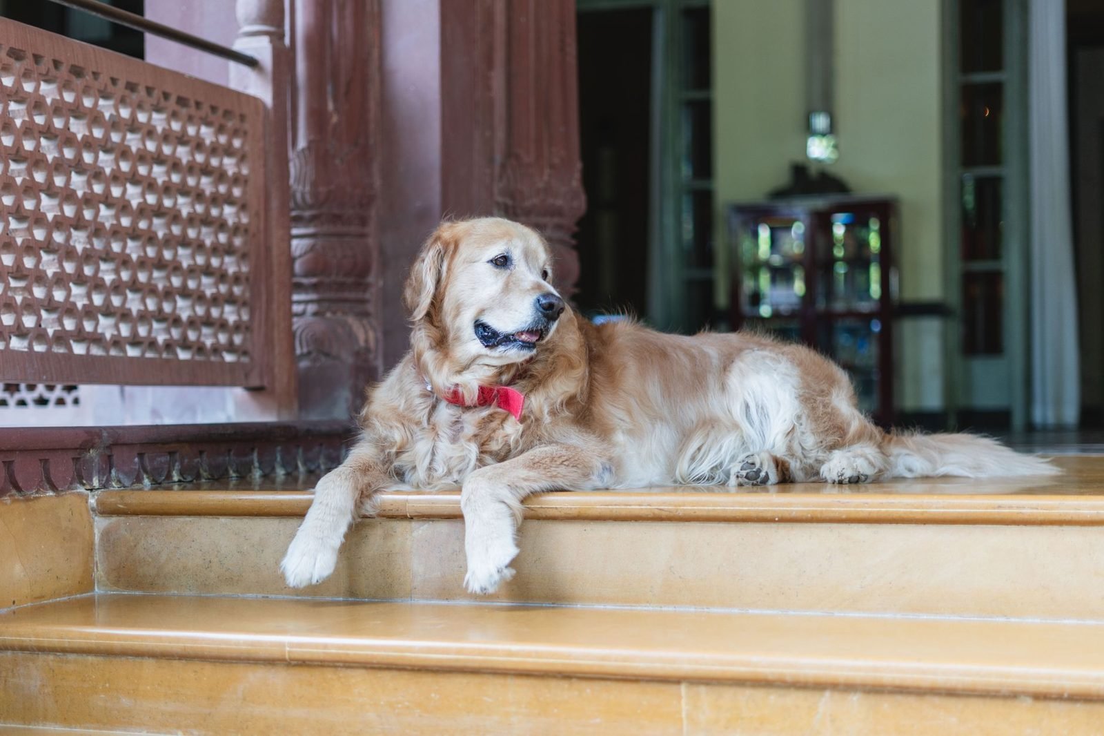Pet-Friendly Breaks: Hotel Rules, Cleaning Fees and Travel Comfort